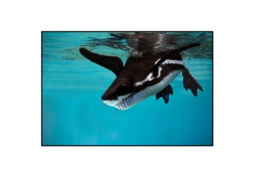 15-Penguin-Caetus 1.jpg